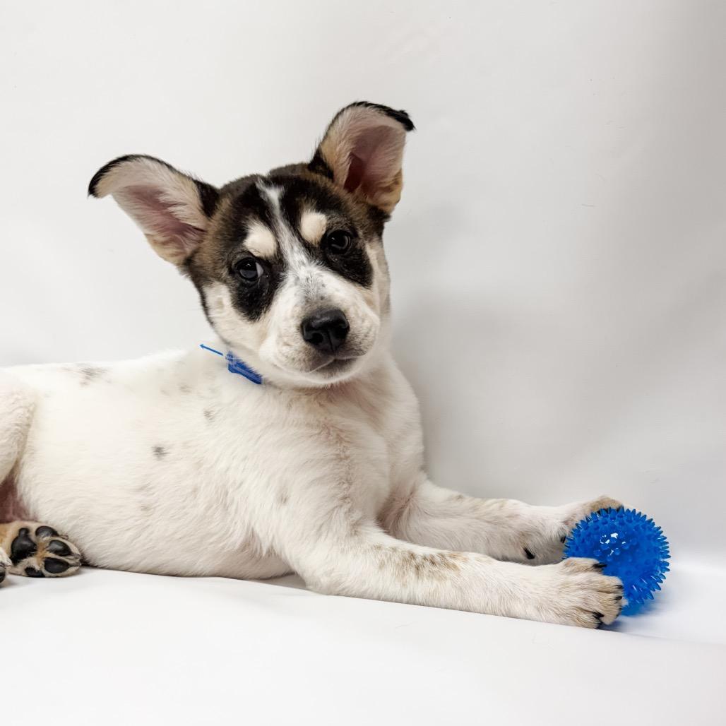 658 (2026) Jennifer, a Adoptable mixed breed in Parker, CO image 4/6