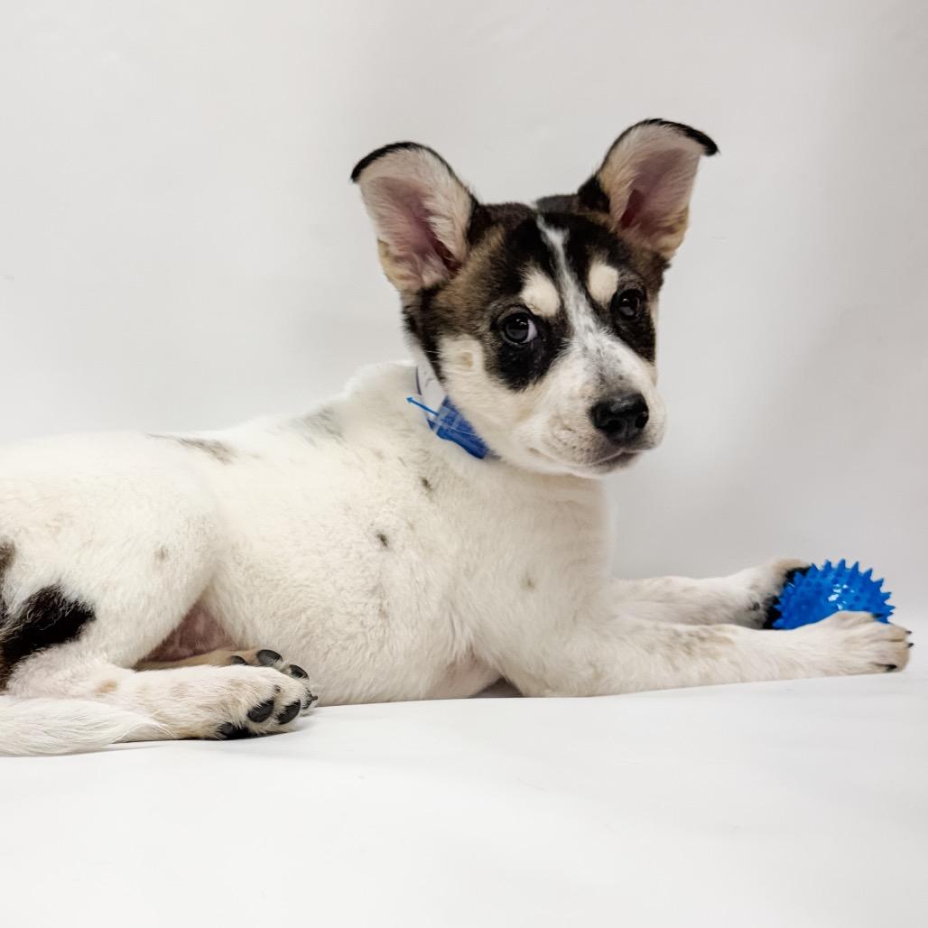 658 (2026) Jennifer, a Adoptable mixed breed in Parker, CO image 5/6