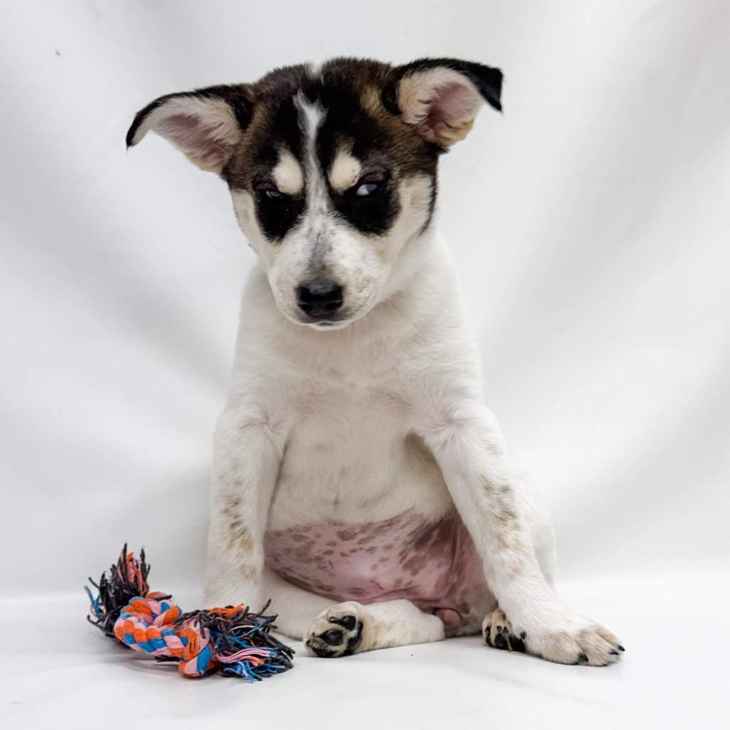 658 (2026) Jennifer, a Adoptable mixed breed in Parker, CO image 6/6