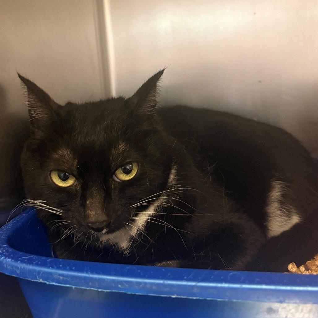 Mittens, Adoptable, Senior Female Domestic Short Hair.
