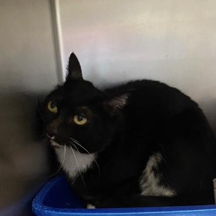 Enlarge Mittens, a Adoptable Domestic Short Hair in Chehalis, WA image 2/2