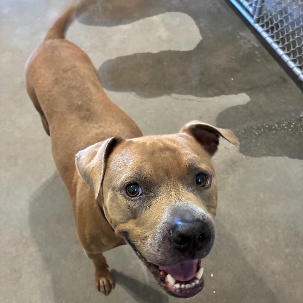 Roy, Adoptable, Adult Male Mixed Breed.