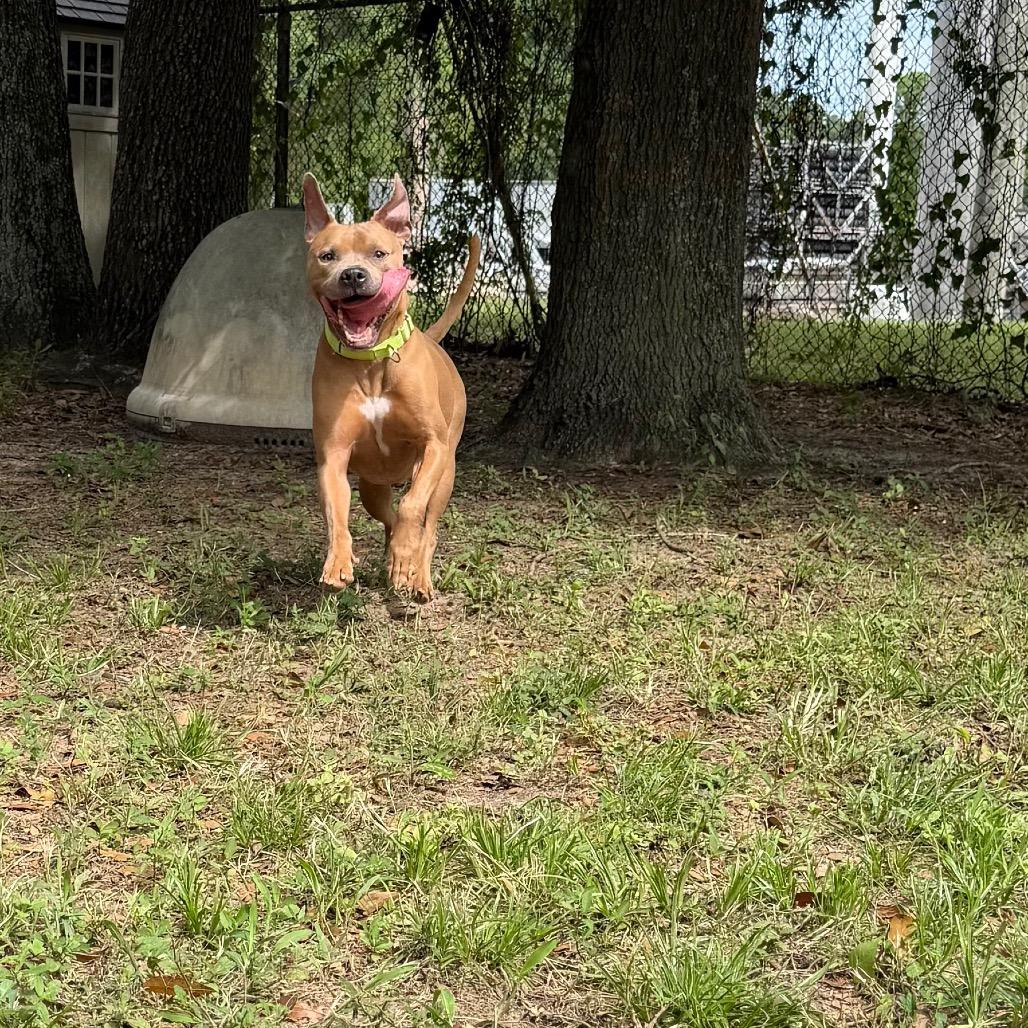 Enlarge Roy, a Adoptable Mixed Breed in Pensacola, FL image 2/6