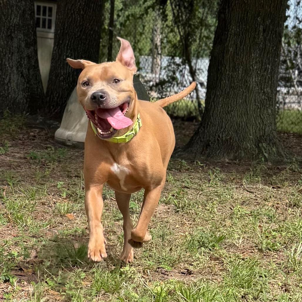 Enlarge Roy, a Adoptable Mixed Breed in Pensacola, FL image 3/6