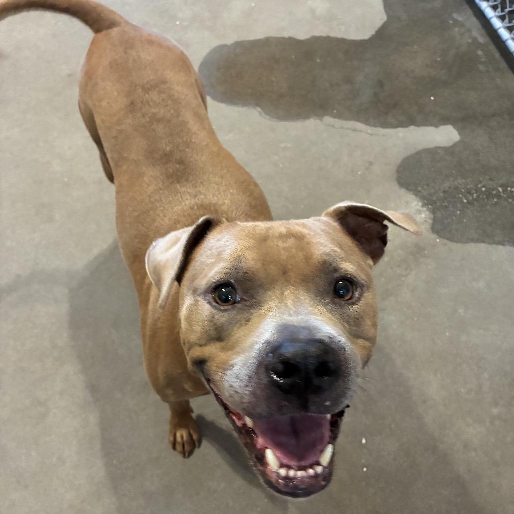 Enlarge Roy, a Adoptable Mixed Breed in Pensacola, FL image 4/6