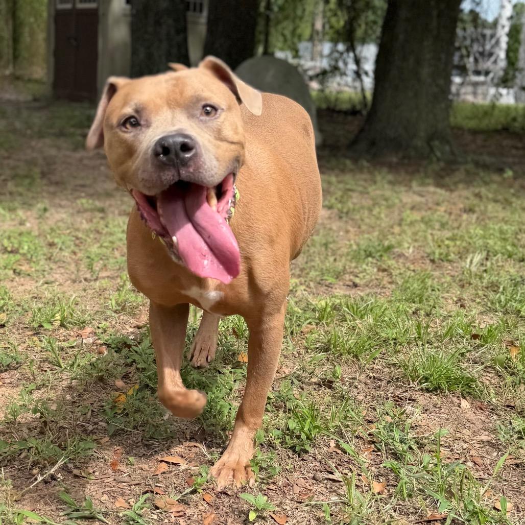 Enlarge Roy, a Adoptable Mixed Breed in Pensacola, FL image 5/6