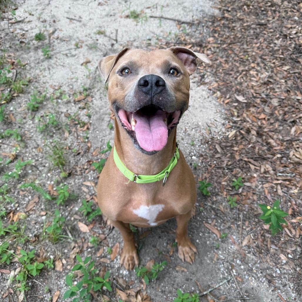 Enlarge Roy, a Adoptable Mixed Breed in Pensacola, FL image 6/6