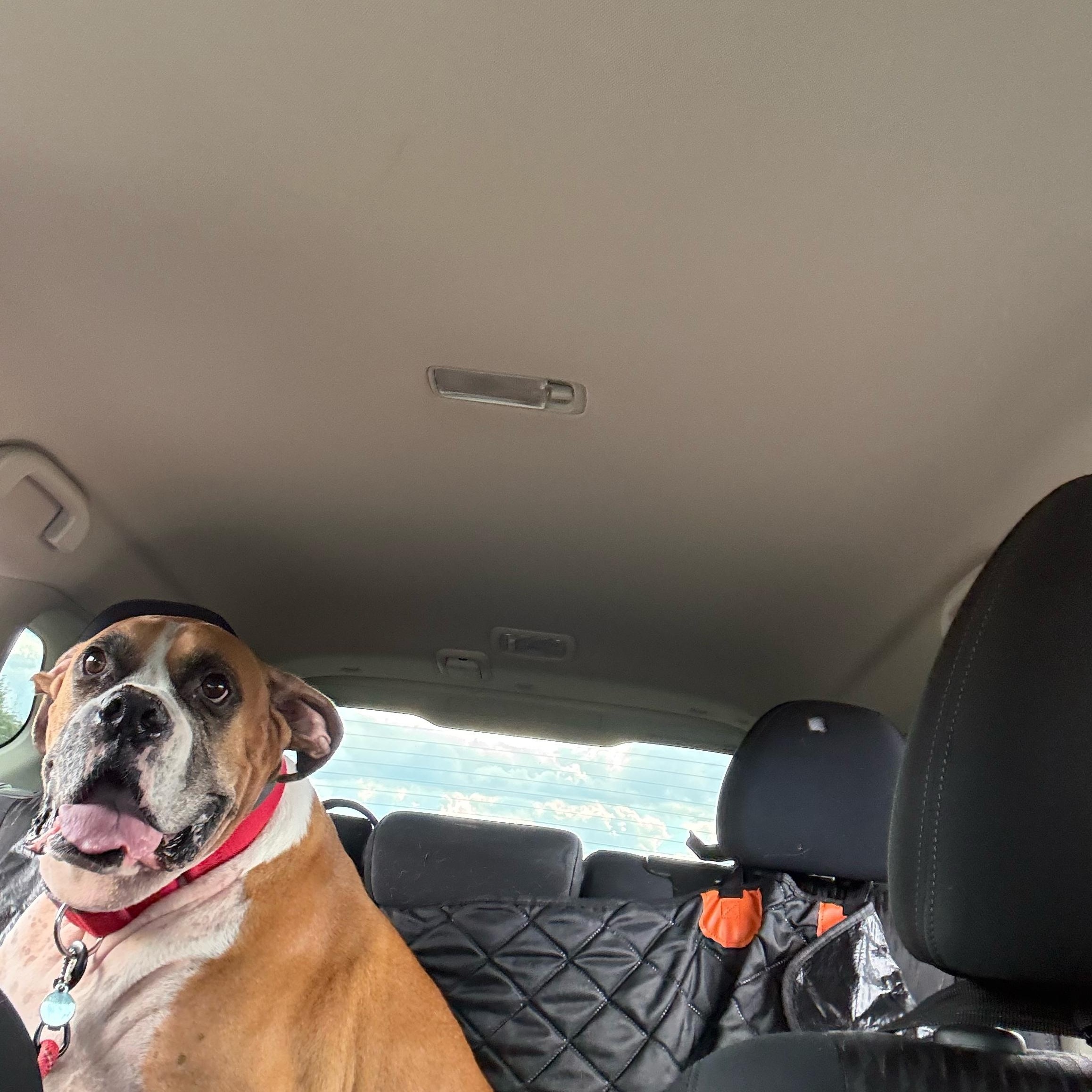 Flash, Adoptable, Adult Male Boxer.