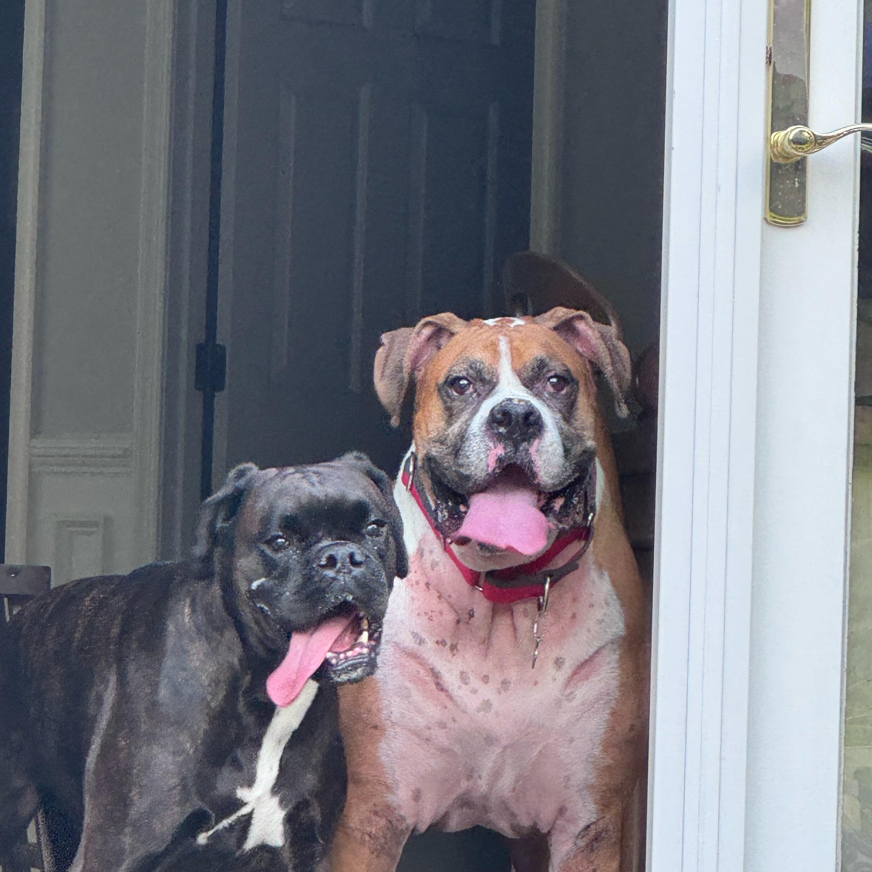 Enlarge Flash, a Adoptable Boxer in Middlesex, NJ image 3/4
