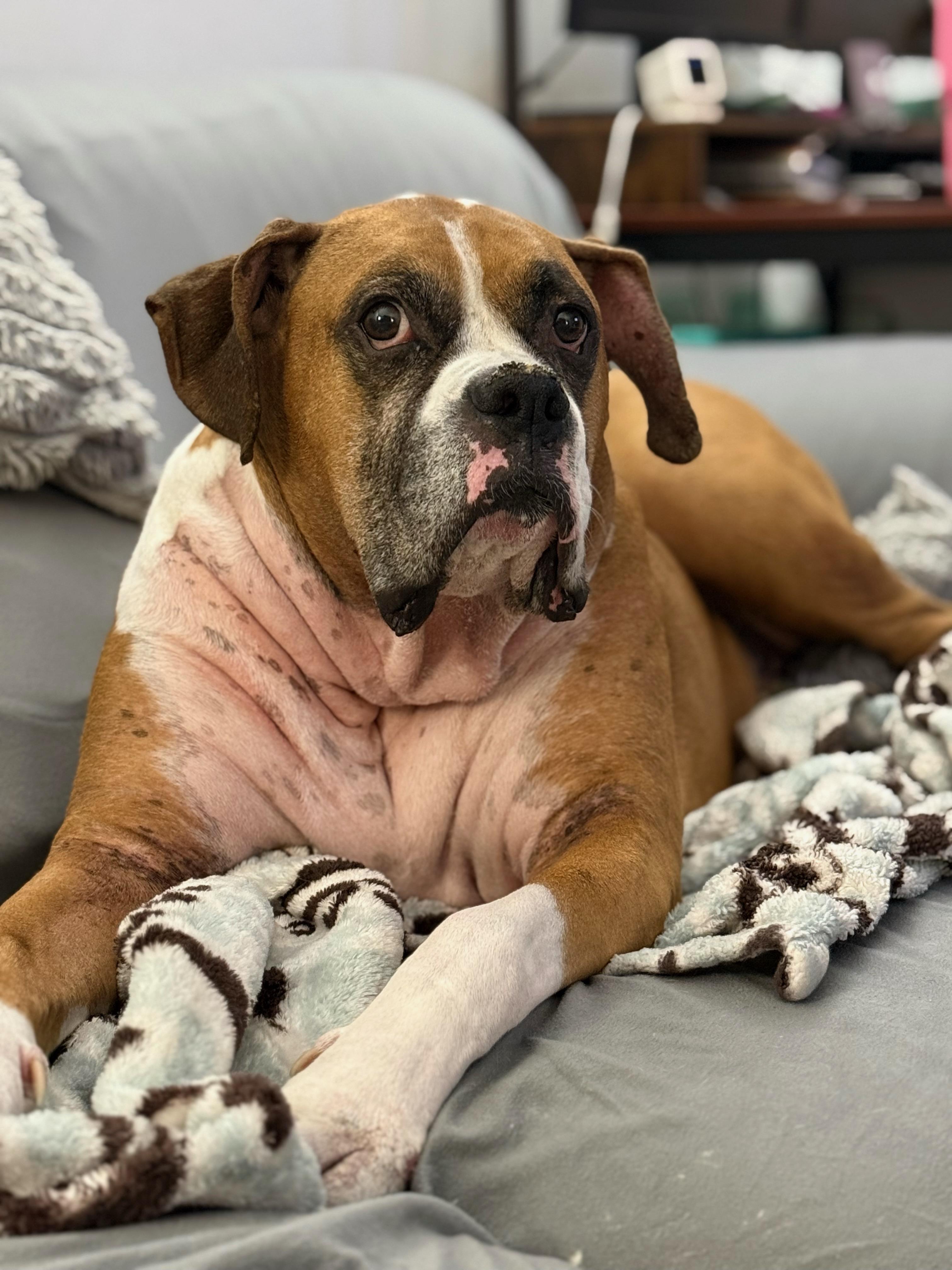 Enlarge Flash, a Adoptable Boxer in Middlesex, NJ image 4/4