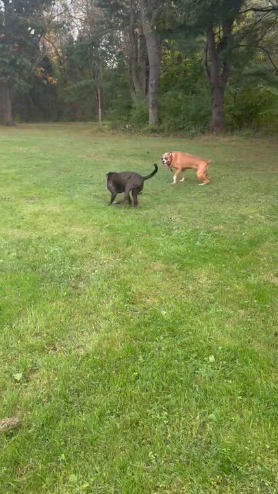 Enlarge Flash, a Adoptable Boxer in Middlesex, NJ video 1/4