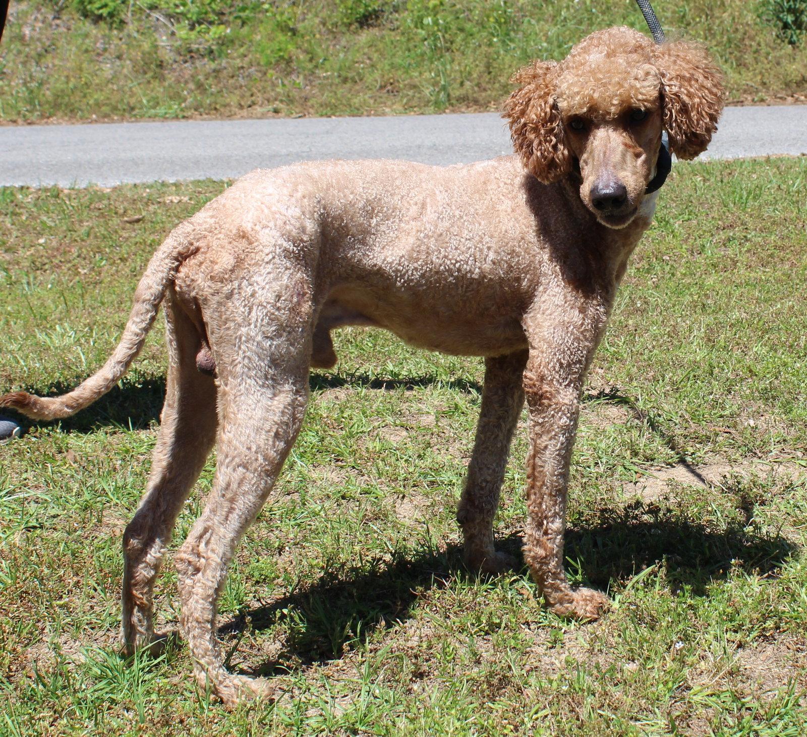 Enlarge Cooper 43393, a Adoptable Poodle in Prattville, AL image 1/3