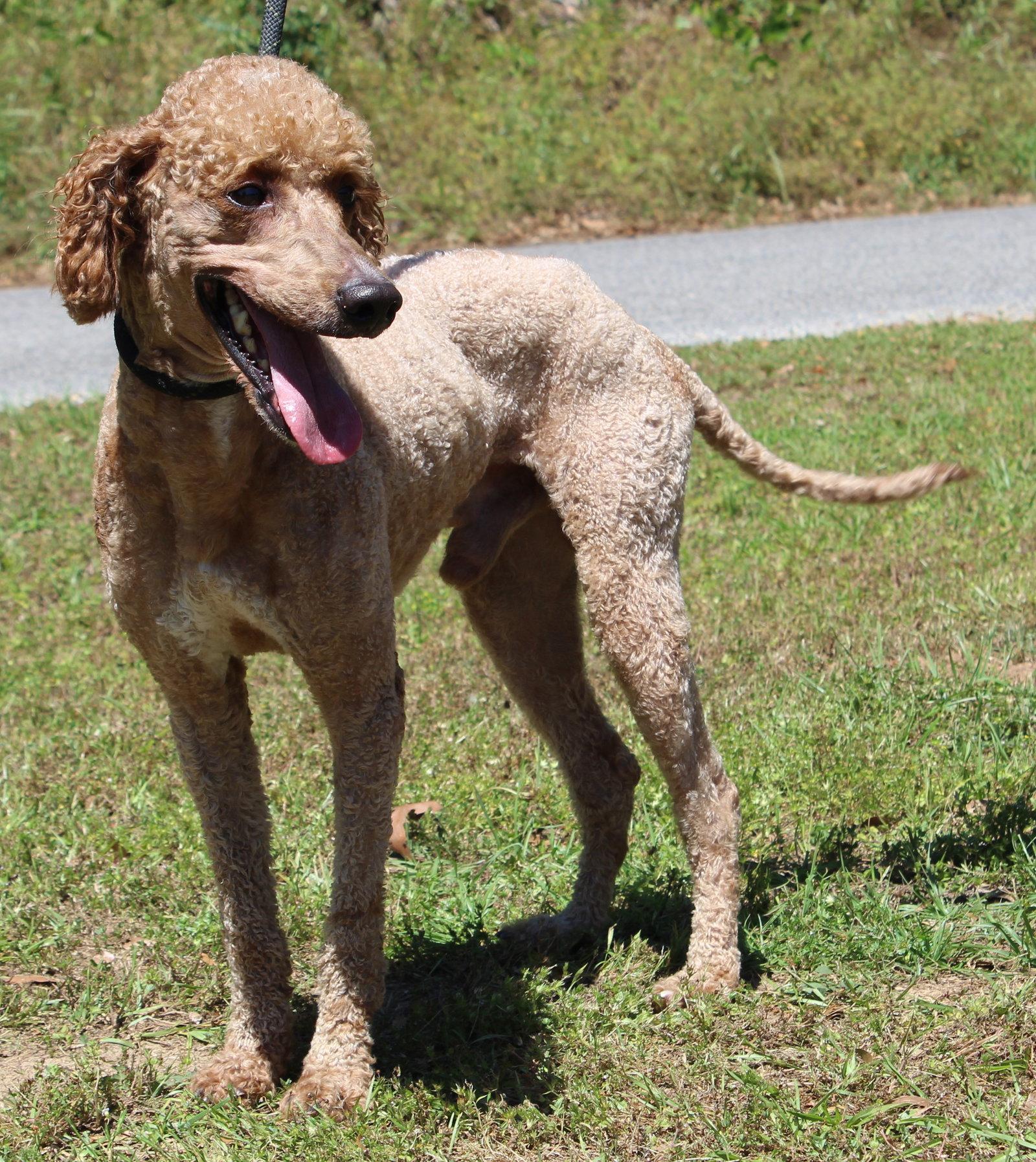 Enlarge Cooper 43393, a Adoptable Poodle in Prattville, AL image 2/3