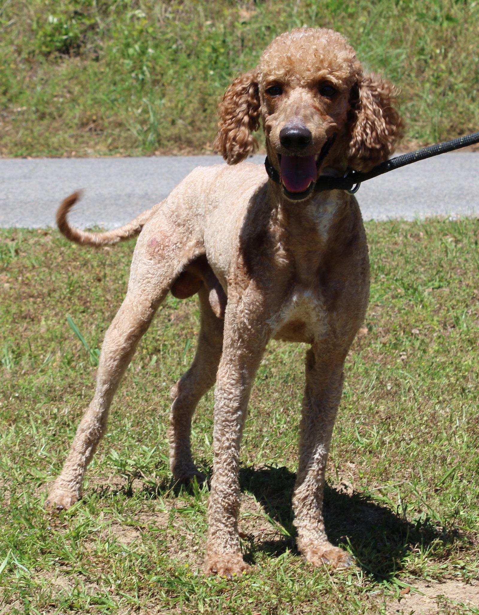 Enlarge Cooper 43393, a Adoptable Poodle in Prattville, AL image 3/3