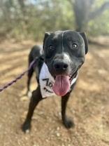 Tyson, Adoptable, Young Male Pit Bull Terrier.