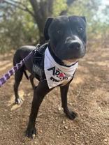 Enlarge Tyson, a Adoptable Pit Bull Terrier in Denton, TX image 2/3