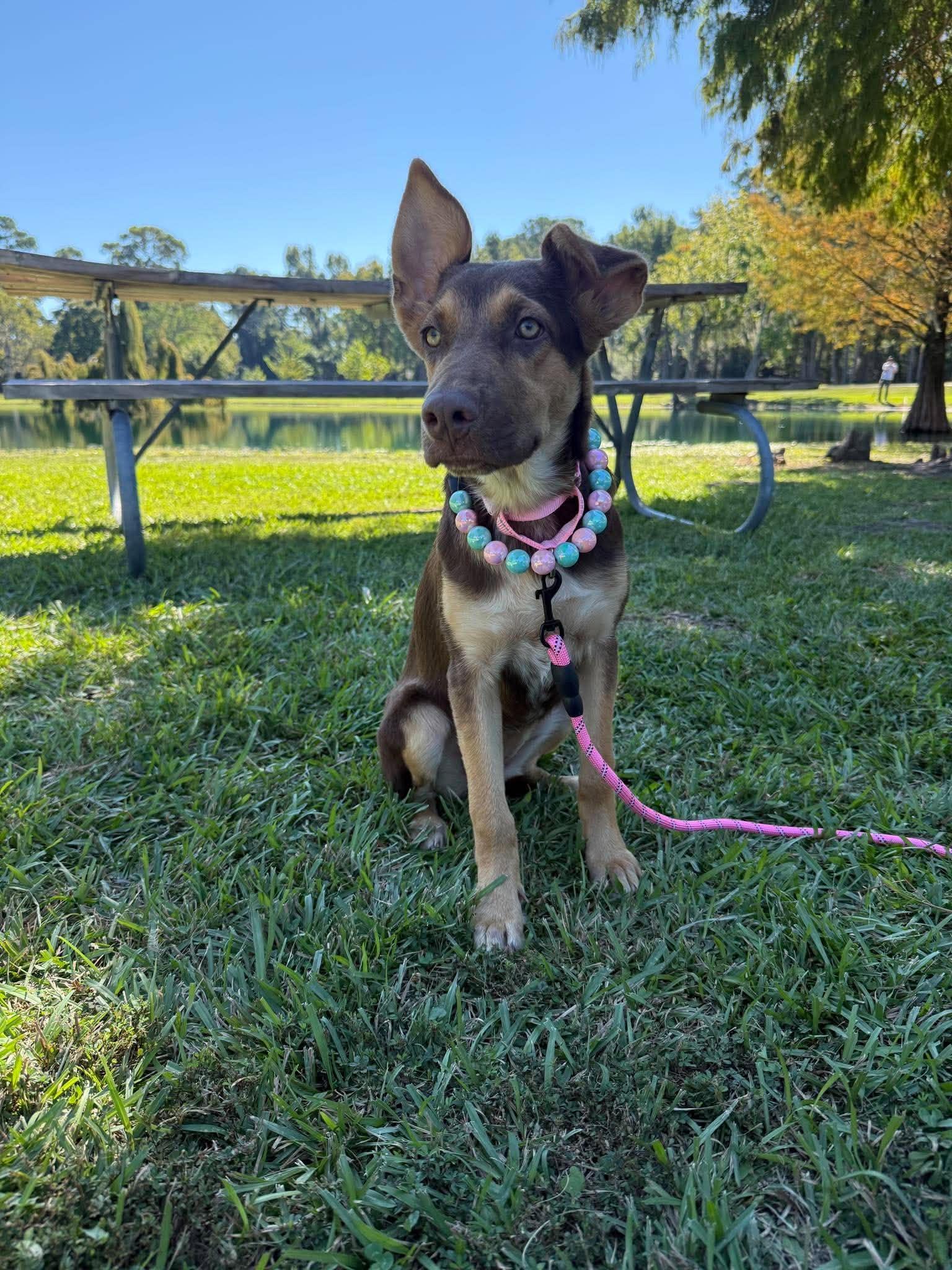 Enlarge Roxy, a Adoptable mixed breed in Ann Arbor, MI image 6/6