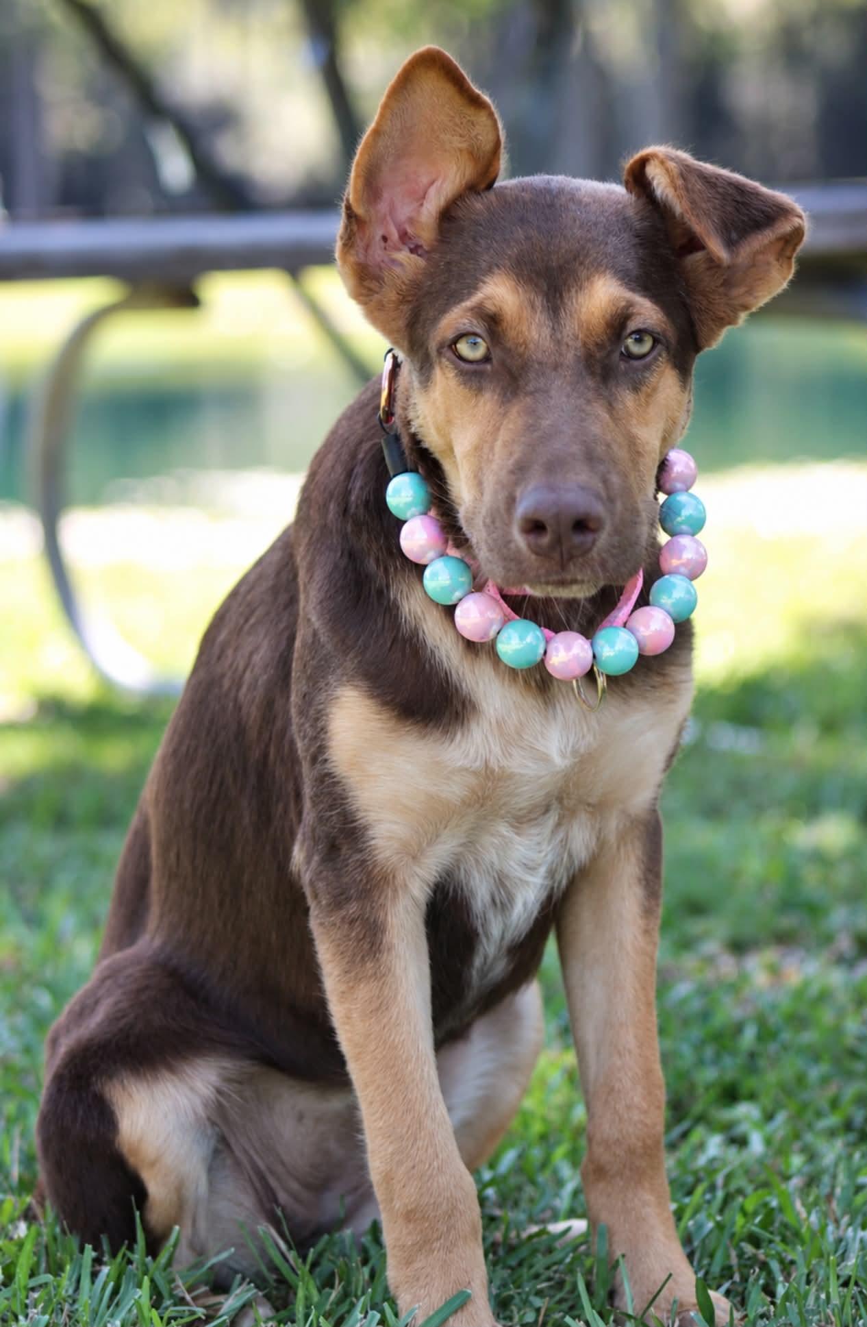 Enlarge Roxy, a Adoptable mixed breed in Ann Arbor, MI image 3/6