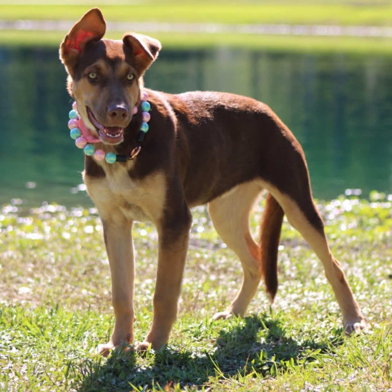 Roxy, ADOPTABLE, Puppy • Female, Doberman Pinscher & Australian Kelpie.