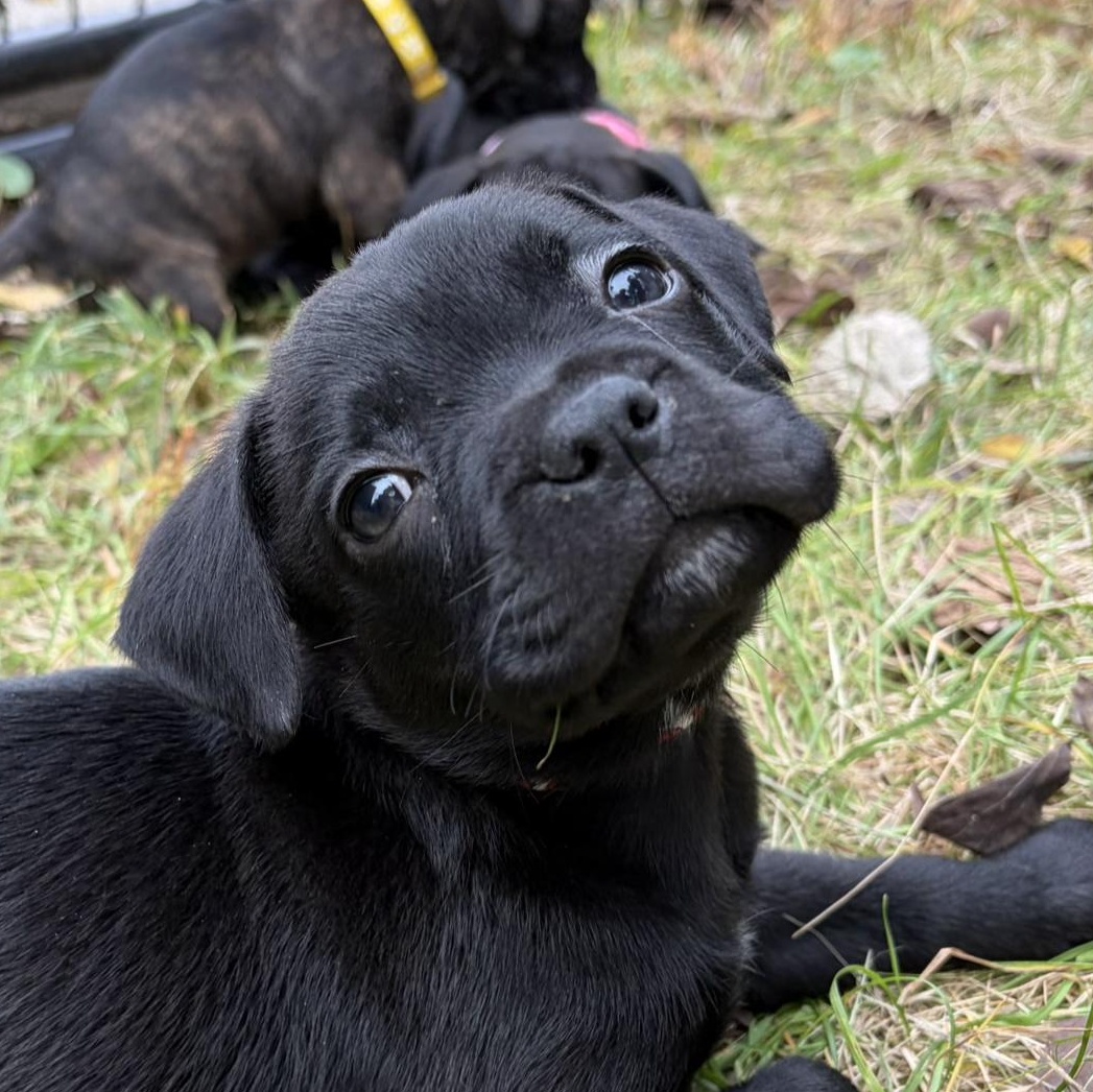 Enlarge Cider, a Adoptable mixed breed in Murphysboro, IL image 2/6