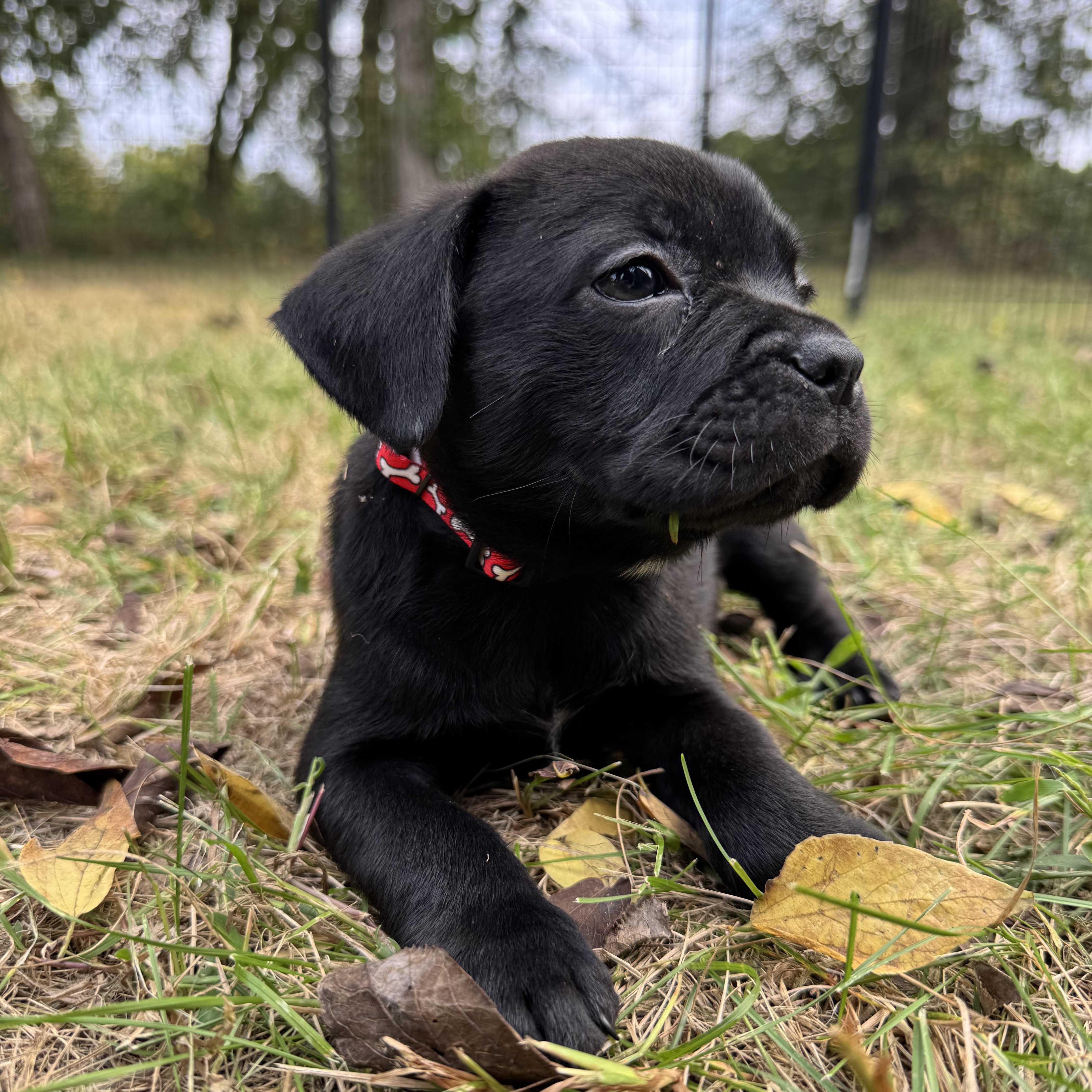 Enlarge Cider, a Adoptable mixed breed in Murphysboro, IL image 4/6