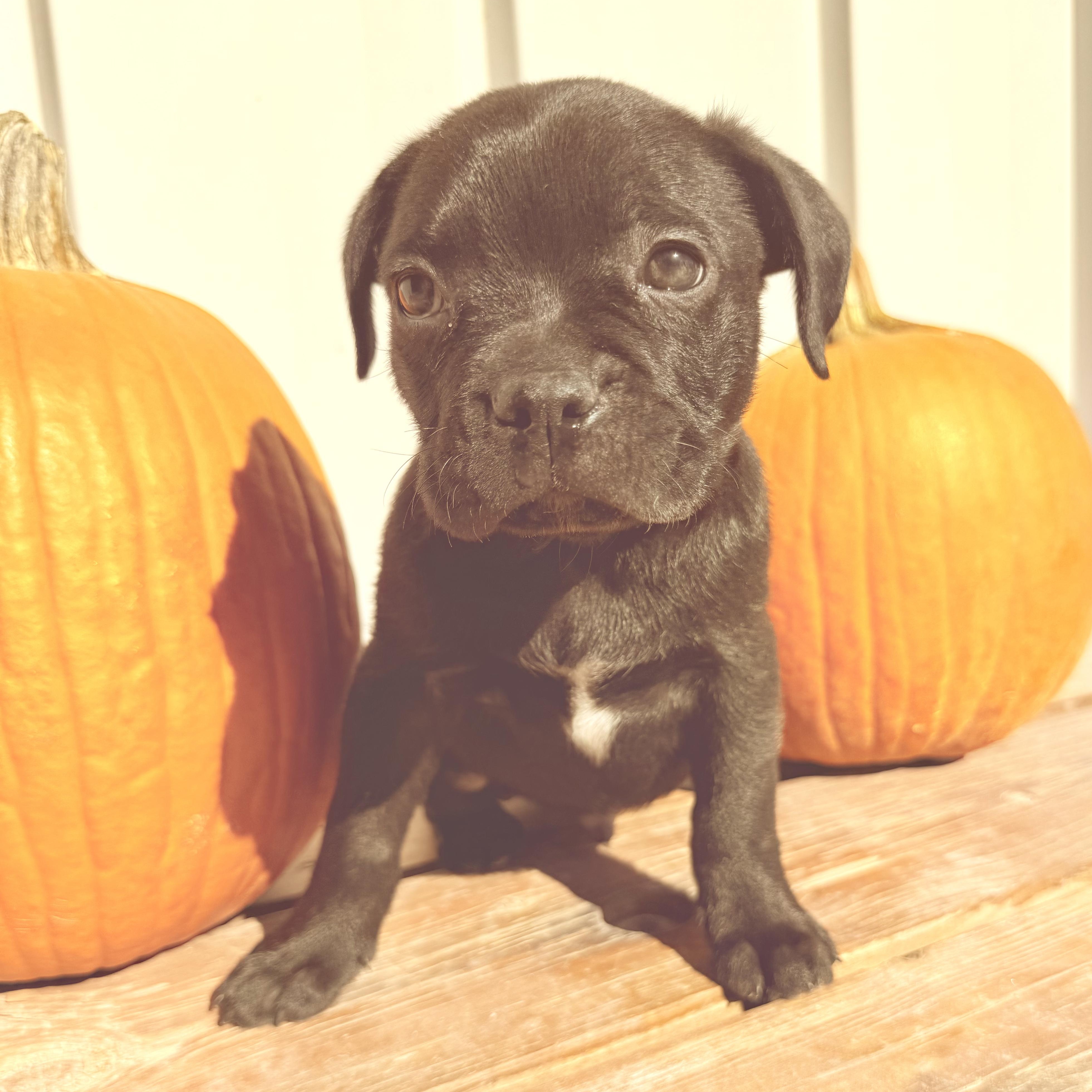 Enlarge Cider, a Adoptable mixed breed in Murphysboro, IL image 3/6