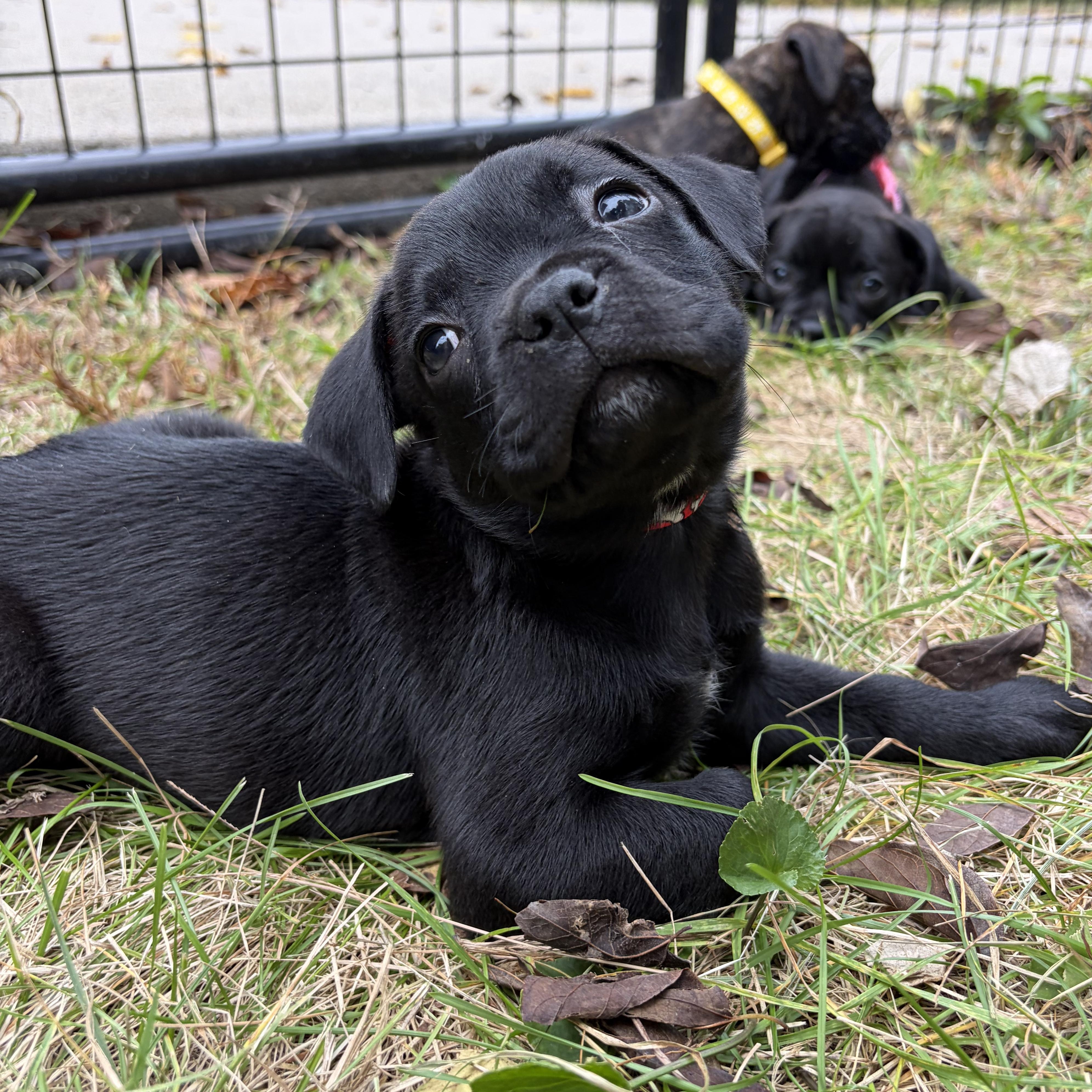 Enlarge Cider, a Adoptable mixed breed in Murphysboro, IL image 5/6