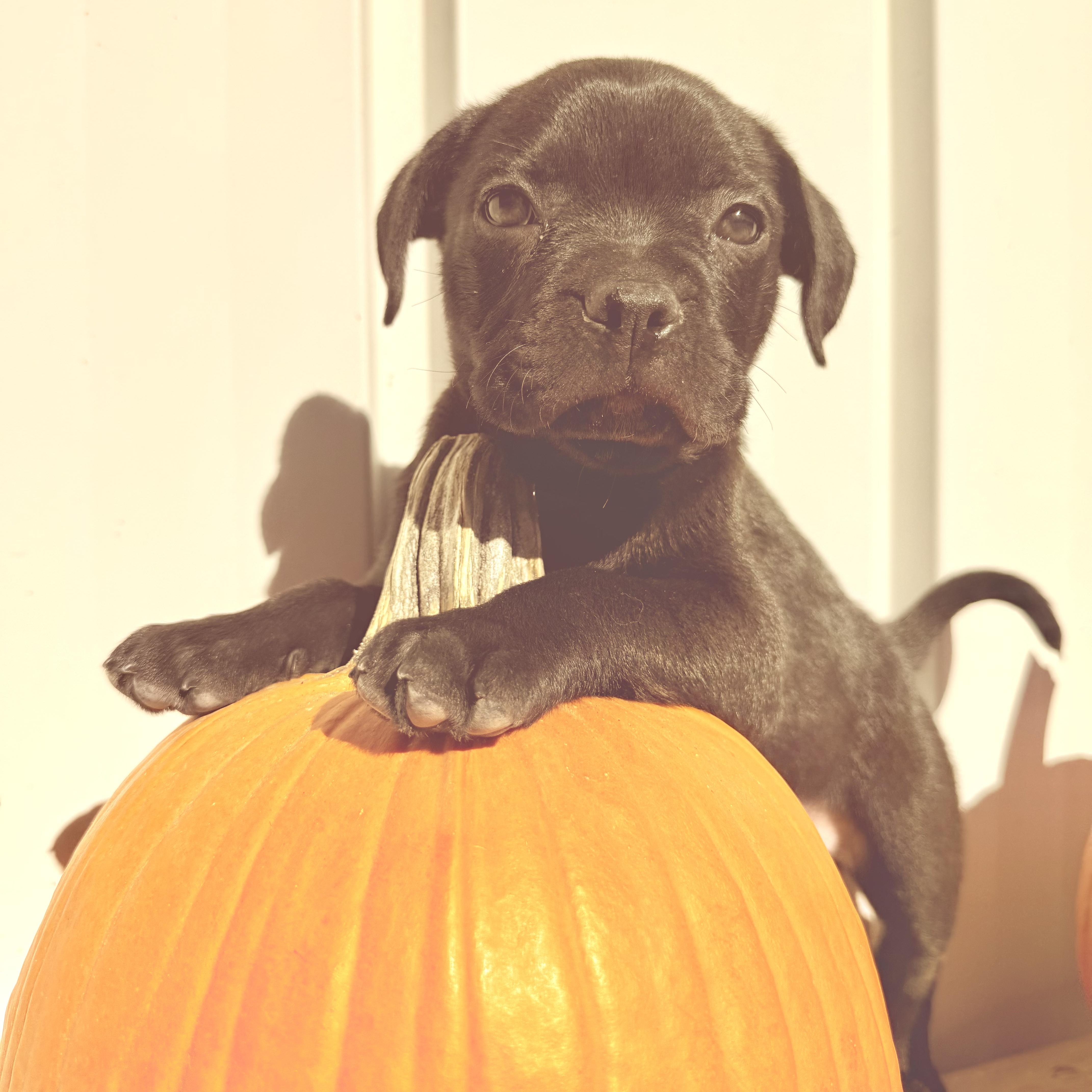 Cider, Adoptable, Puppy Male Boston Terrier & French Bulldog.