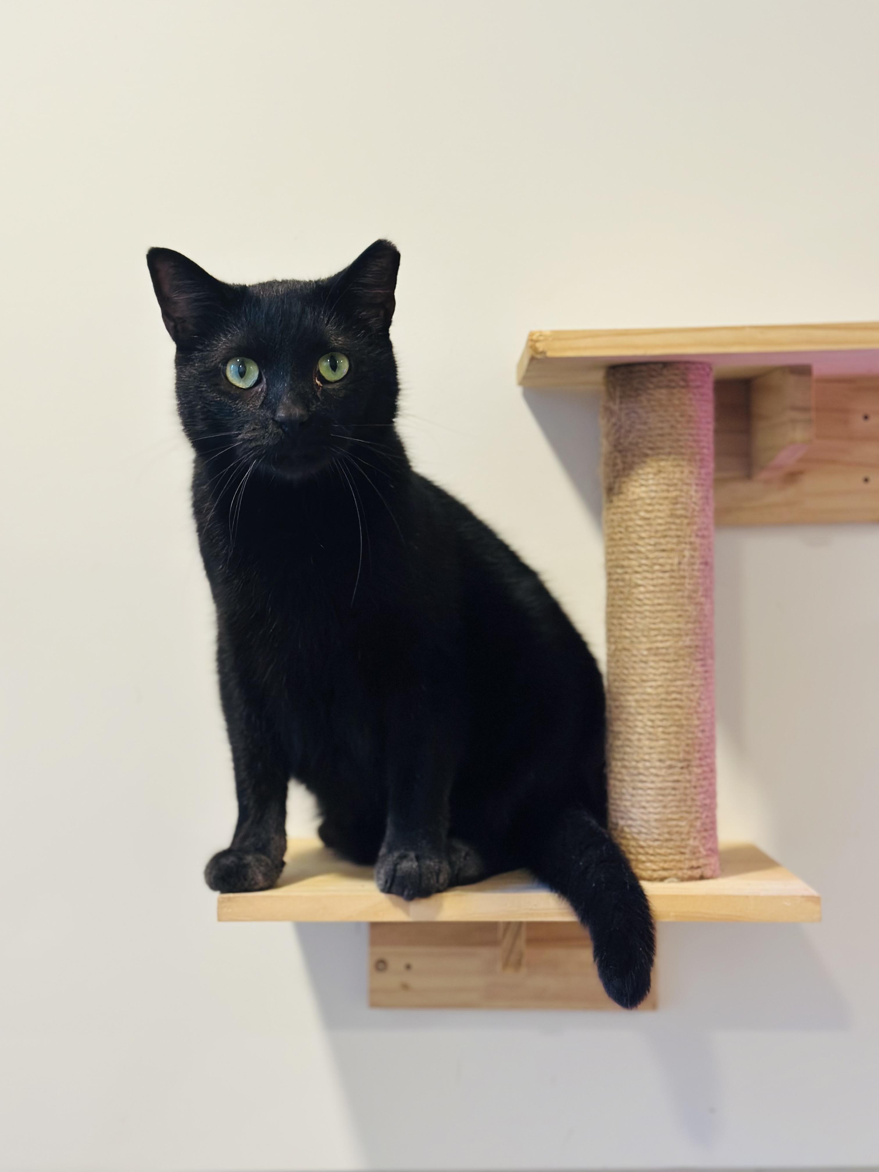 Tadpole, Adoptable, Adult Male Domestic Short Hair.