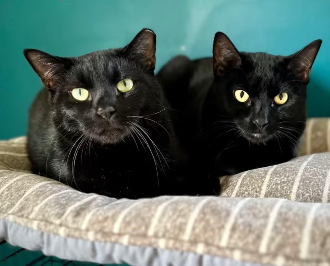 Enlarge Tadpole, a Adoptable Domestic Short Hair in Suffolk, VA image 5/6