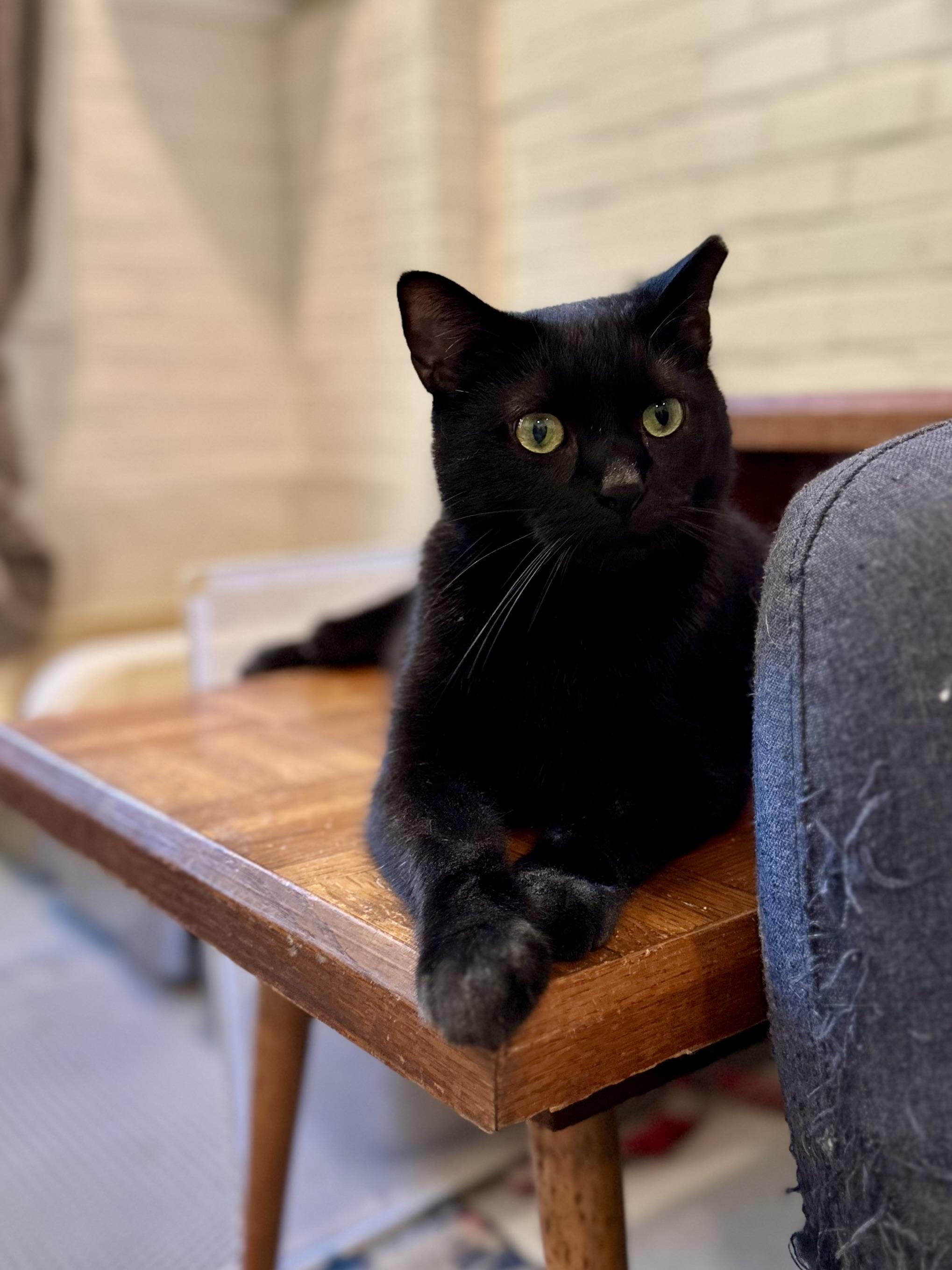 Enlarge Tadpole, a Adoptable Domestic Short Hair in Suffolk, VA image 4/6