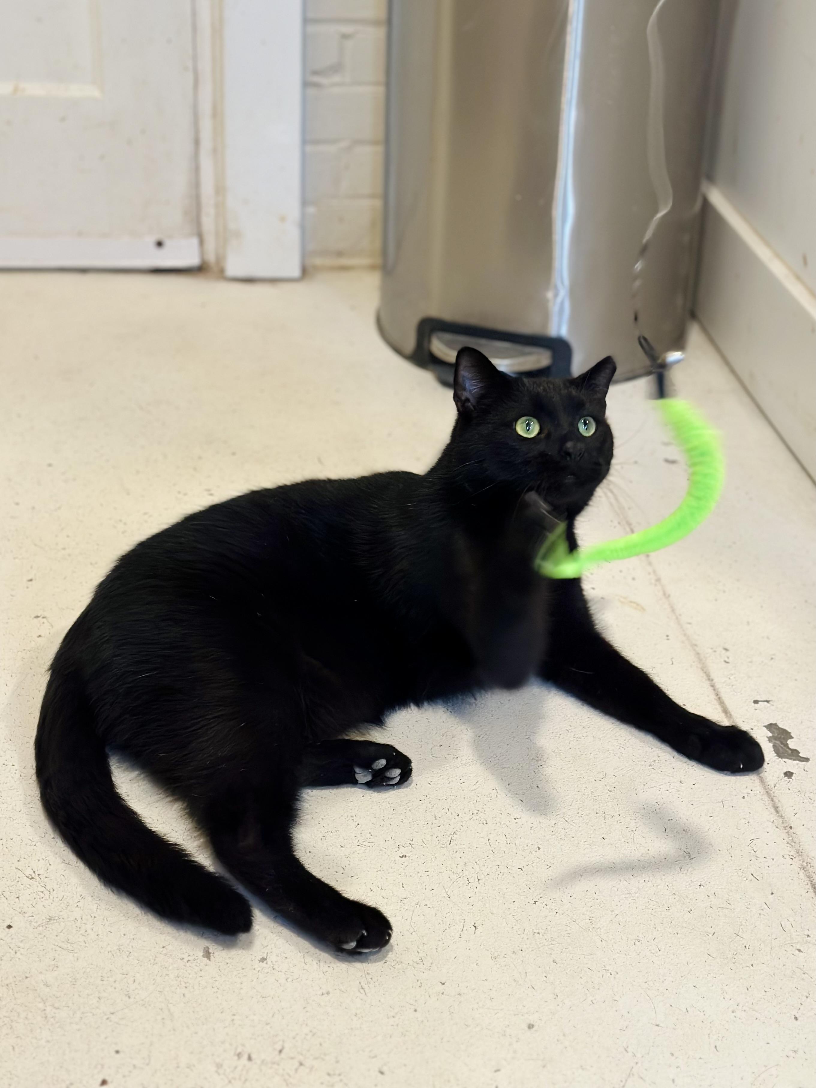 Tadpole, Adoptable, Adult Male Domestic Short Hair.