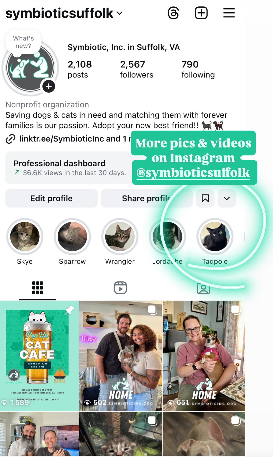 Enlarge Tadpole, a Adoptable Domestic Short Hair in Suffolk, VA image 6/6