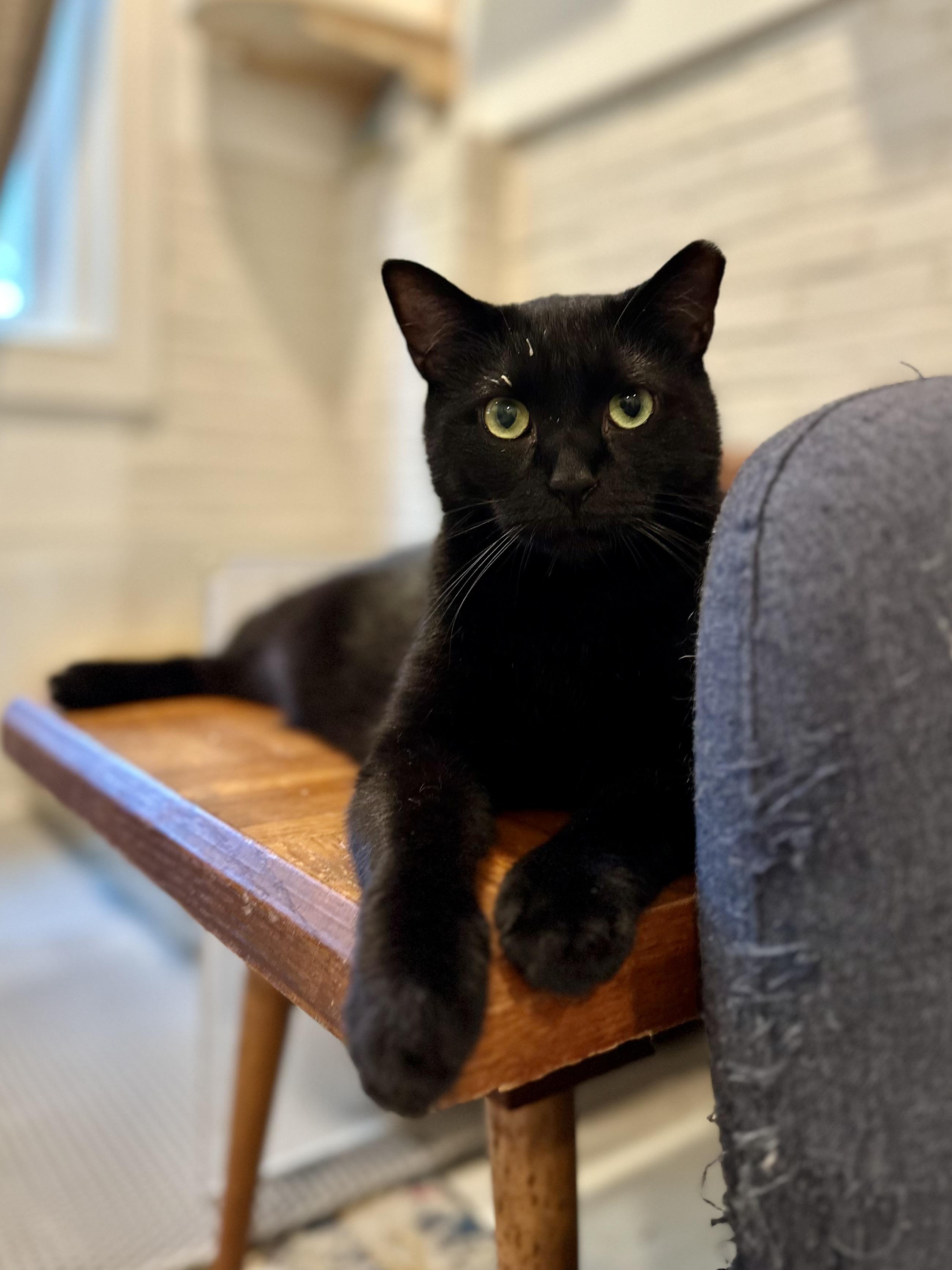 Enlarge Tadpole, a Adoptable Domestic Short Hair in Suffolk, VA image 1/6