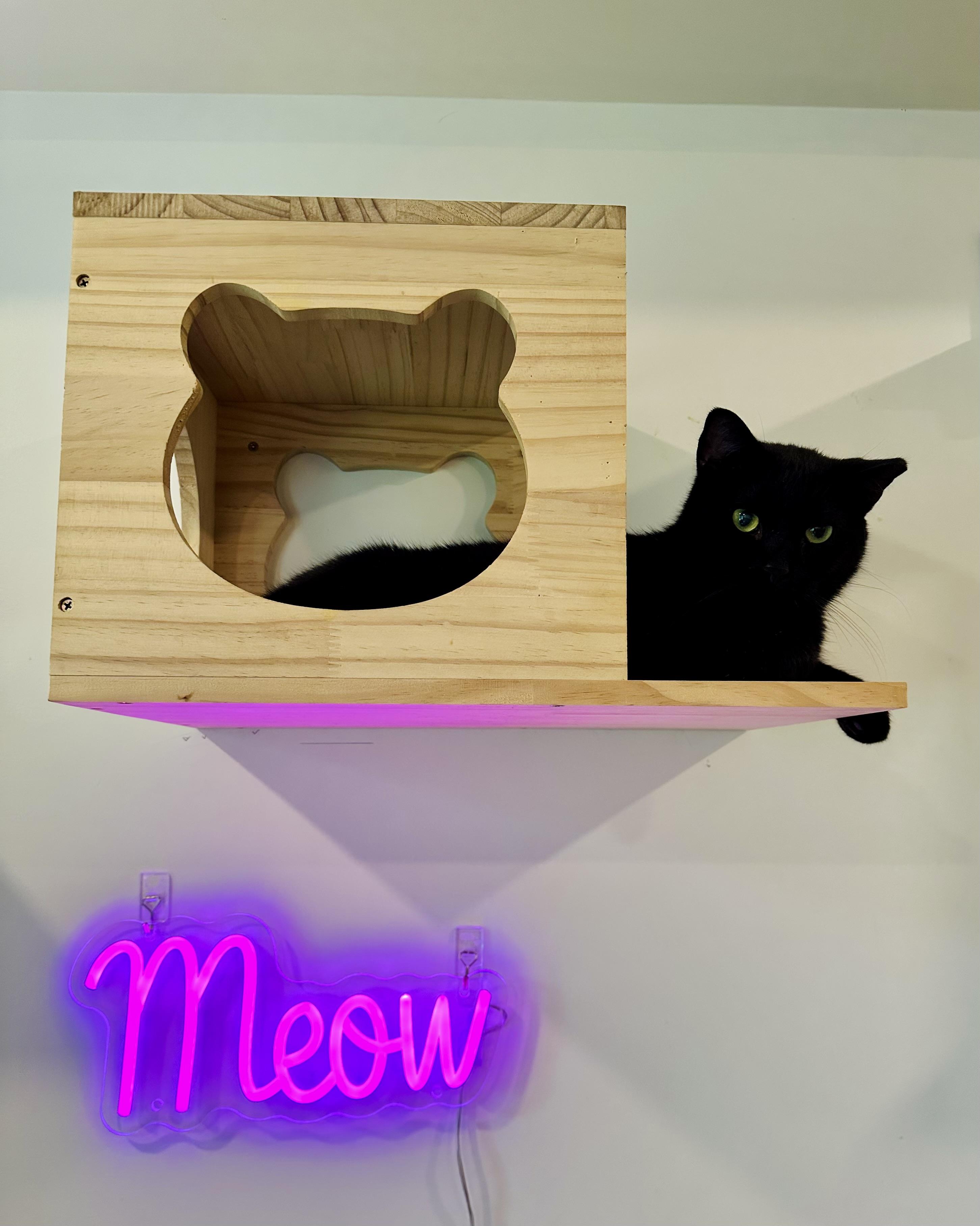 Enlarge Tadpole, a Adoptable Domestic Short Hair in Suffolk, VA image 3/6