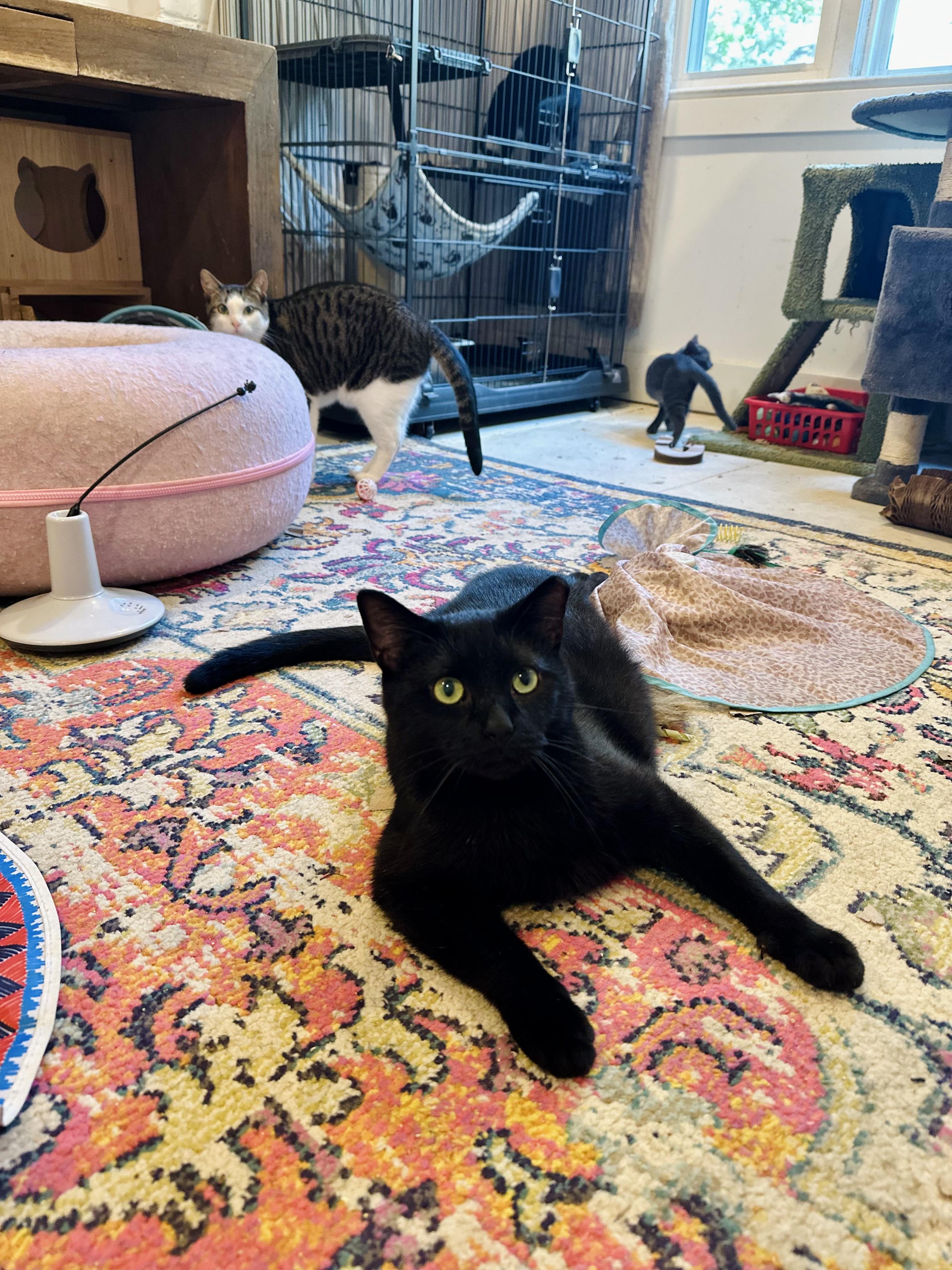 Tadpole, Adoptable, Adult Male Domestic Short Hair.