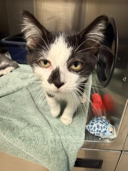 Enlarge Izzy, a Adoptable mixed breed in Harbor Springs, MI image 1/2