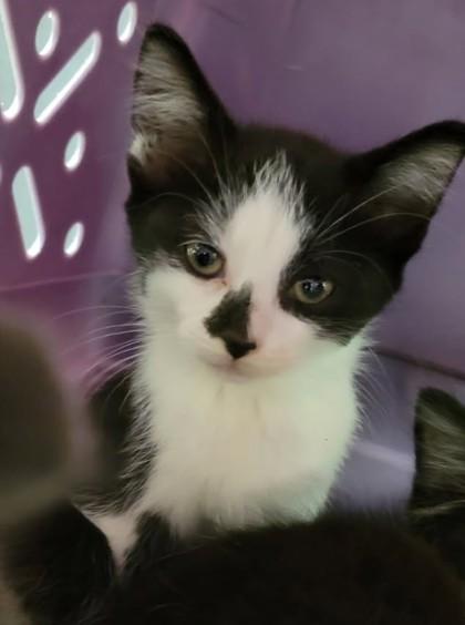 Enlarge Izzy, a Adoptable mixed breed in Harbor Springs, MI image 2/2