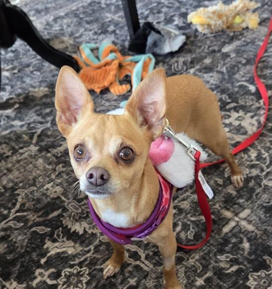Fiona, a Adoptable Chihuahua in Columbia City, IN image 2/5