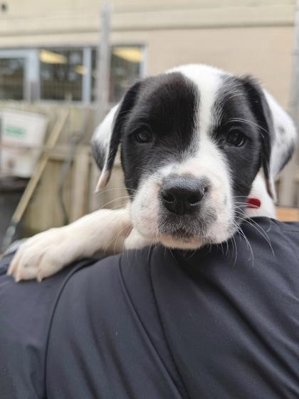 Heart, Adoptable, Young Female Mixed Breed & Mixed Breed.