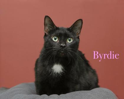 Byrdie, Adoptable, Adult Female Domestic Short Hair & Domestic Short Hair.