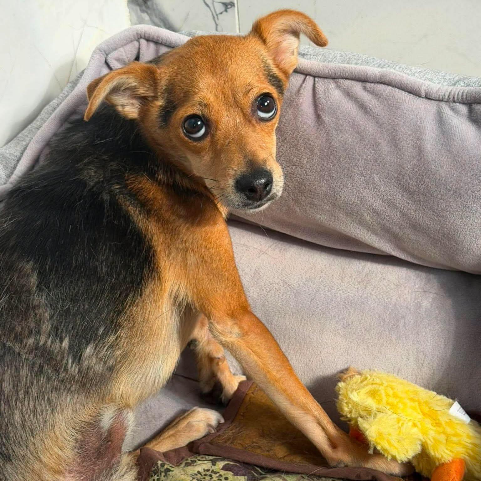 George, ADOPTABLE, Adult Male Chihuahua.
