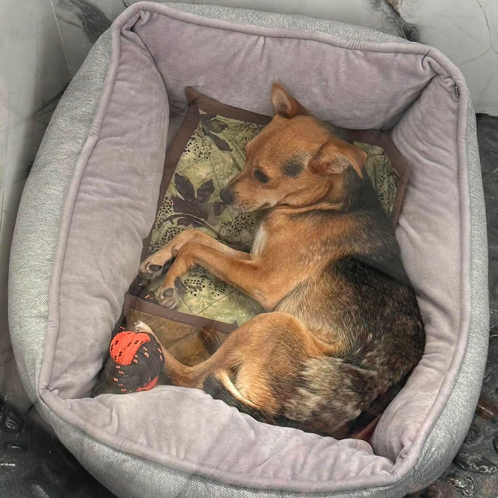 George, a ADOPTABLE mixed breed in Las Vegas, NV image 2/3