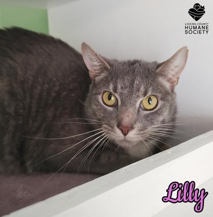 Enlarge Lilly, a Adoptable mixed breed in Heath, OH image 1/1