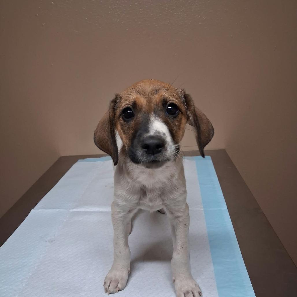 Enlarge Trixie, a Adoptable Mixed Breed in Stilwell, OK image 1/2
