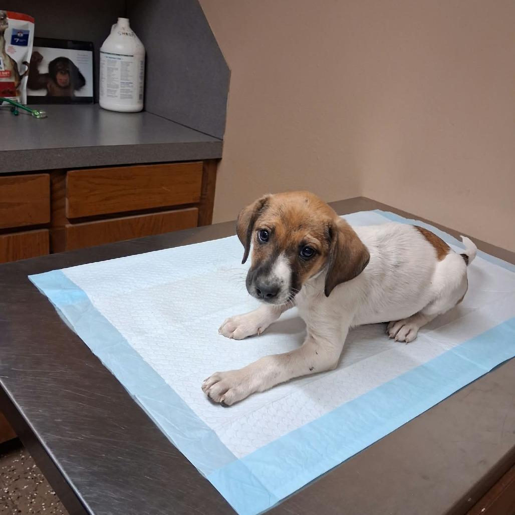 Enlarge Trixie, a Adoptable Mixed Breed in Stilwell, OK image 2/2
