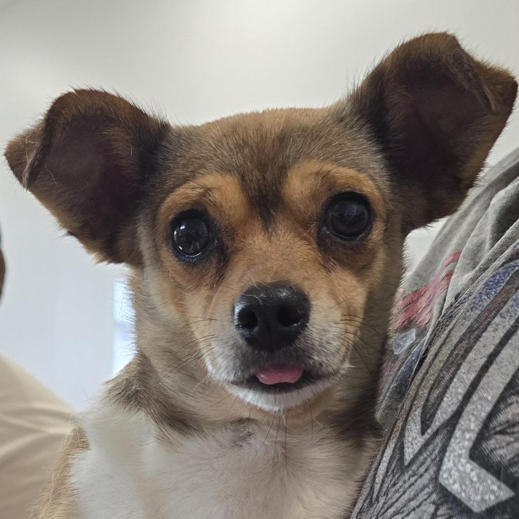 Enlarge Jaxson (Bonded Pair), a Adoptable mixed breed in Lenoir, NC image 2/5