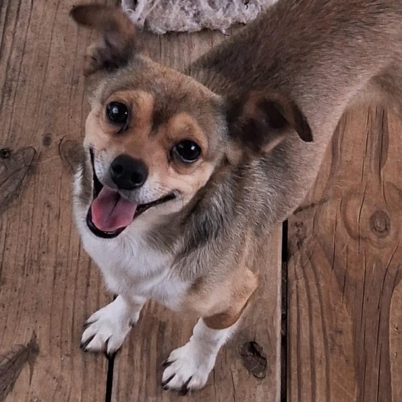 Enlarge Jaxson (Bonded Pair), a Adoptable mixed breed in Lenoir, NC image 3/5