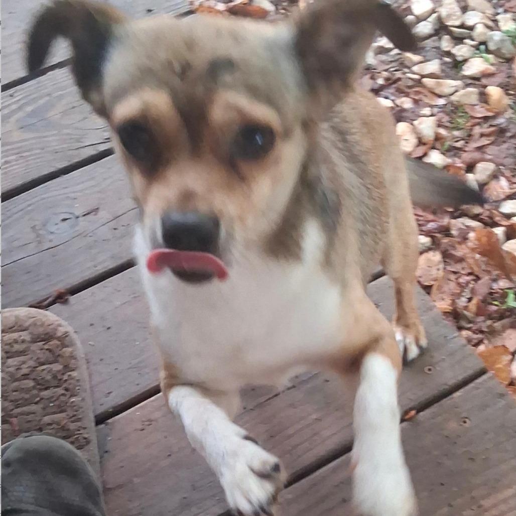Enlarge Jaxson (Bonded Pair), a Adoptable mixed breed in Lenoir, NC image 4/5