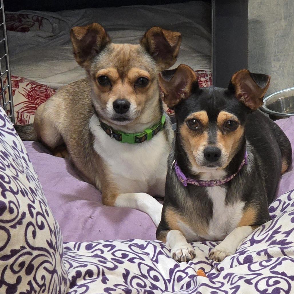 Enlarge Jaxson (Bonded Pair), a Adoptable mixed breed in Lenoir, NC image 5/5